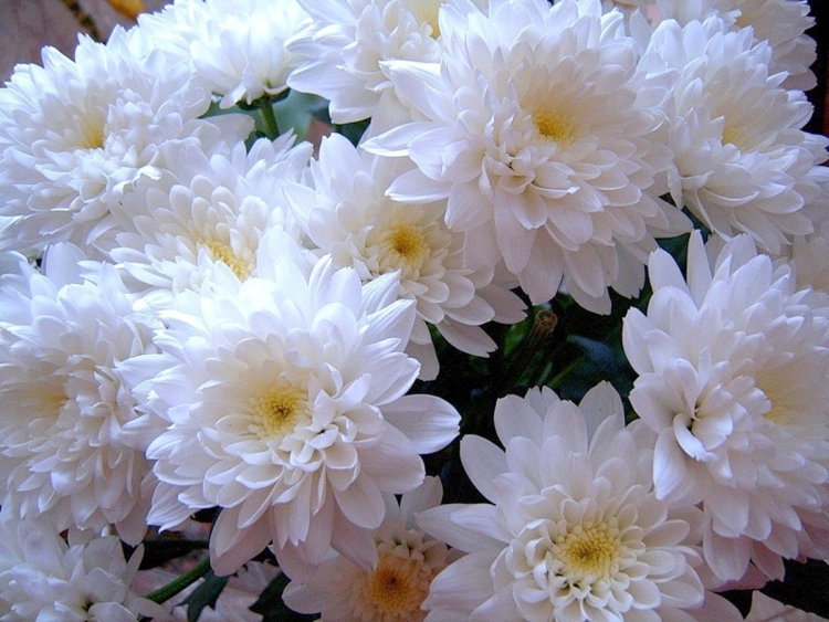 Хризантема Камелия