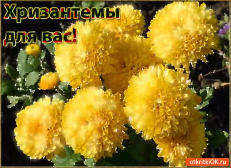 Поздравления с днём рождения женщине хризантемы