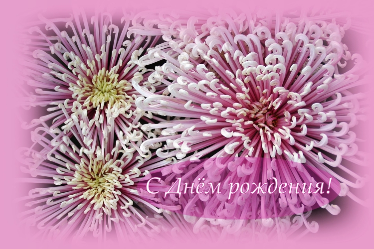 Открытки с днем рождения хризантемы