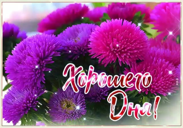 Хризантемы с пожеланиями