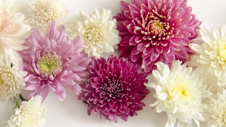 Хризантема белая