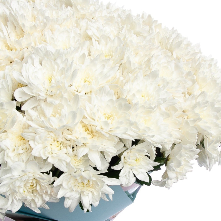 Хризантема торжество Аэлита