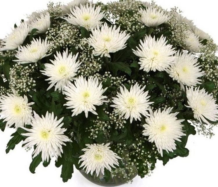 Хризантема кустовая