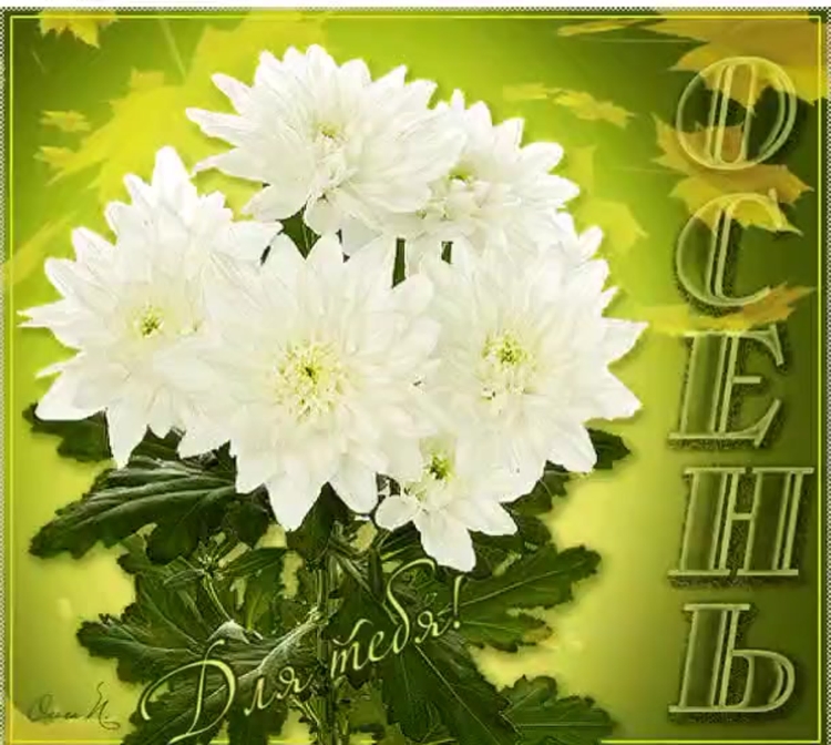 Открытки с хризантемами