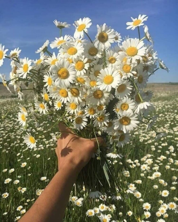Ромашки в руках