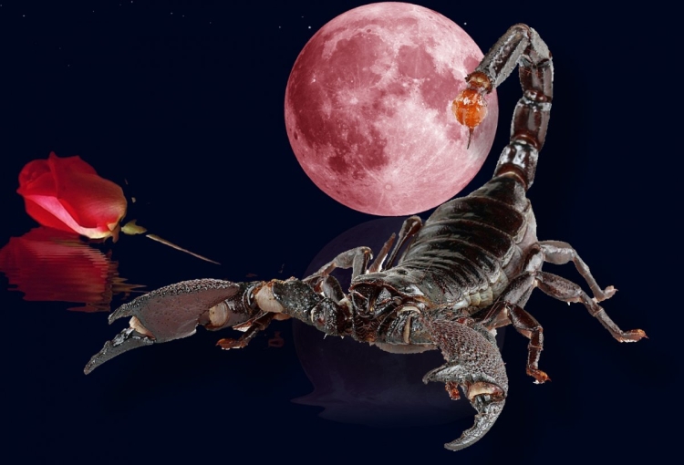 Картинки скорпиона на аватарку