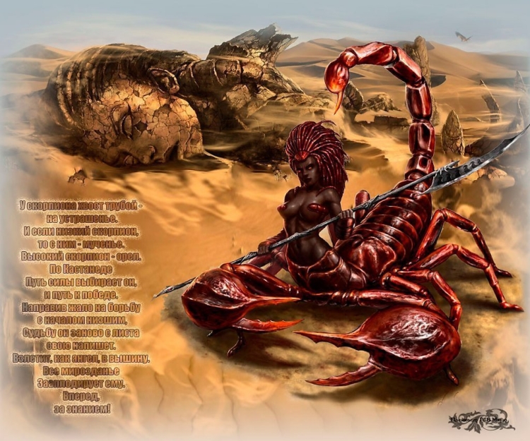 Скорпион картина