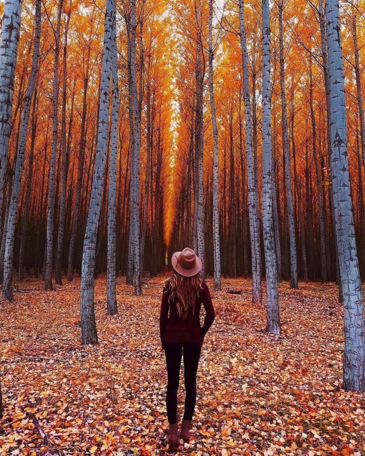 Осенние фотосессии в лесу необычные