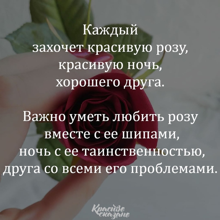 Афоризмы про розы