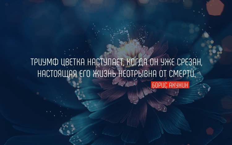 Высказывания про цветы