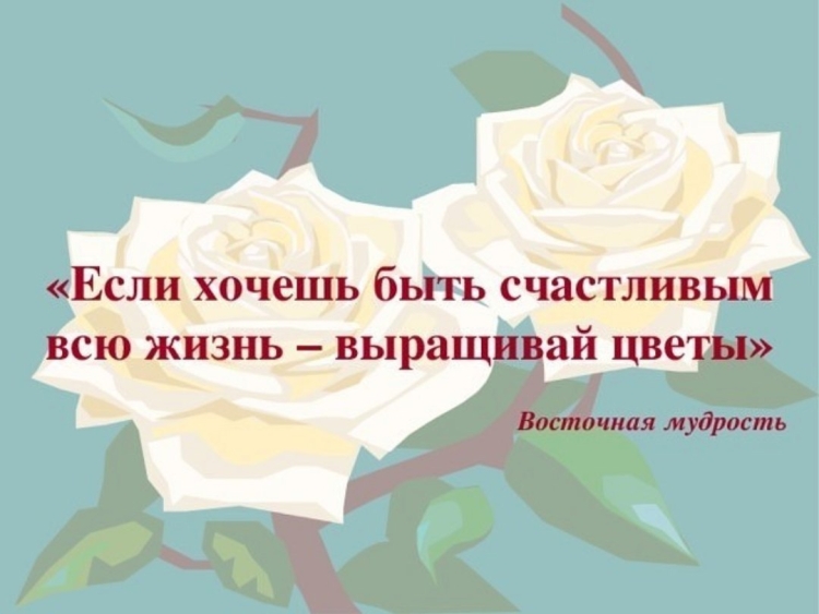 Цитаты про цветы
