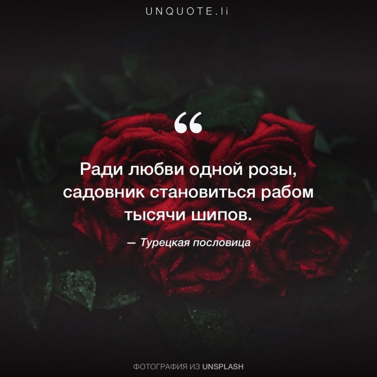 Фразы про розы