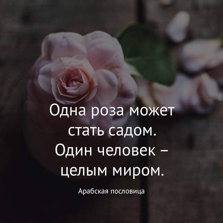 Красивые высказывания о розах