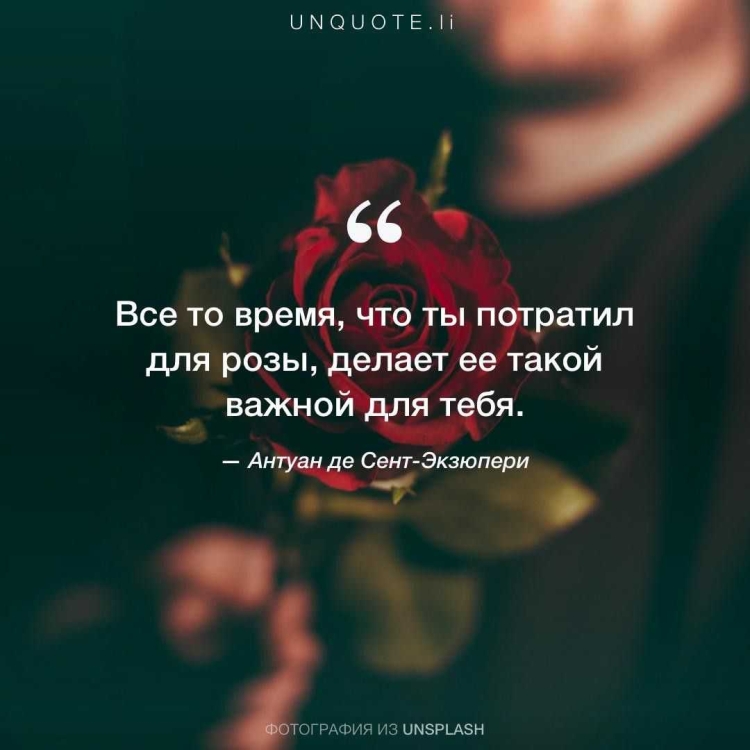 Высказывания о розах