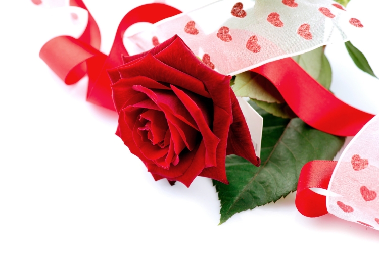 Красные розы на белом фоне