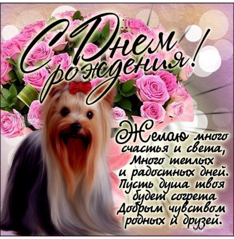 Красивое поздравление с днём рождения девочке с Йорком