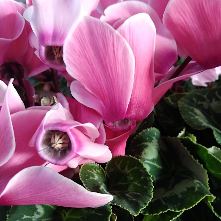 Цикламен цветок розовый