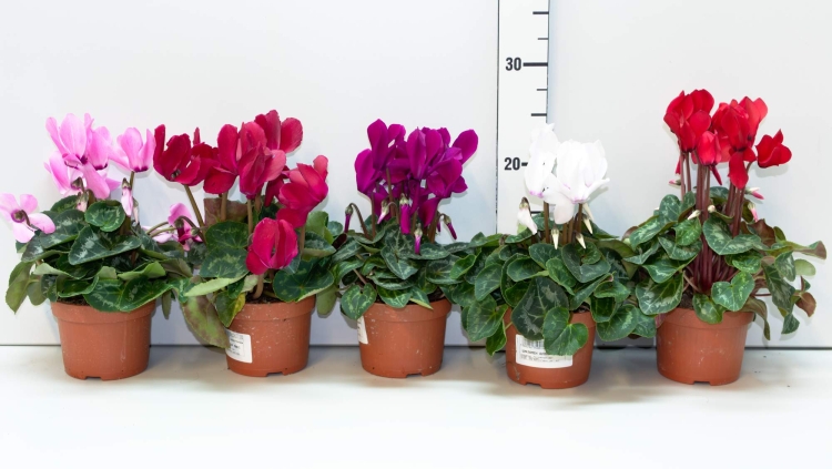 Цикламен Аллюр микс (d-10,5,h-25)