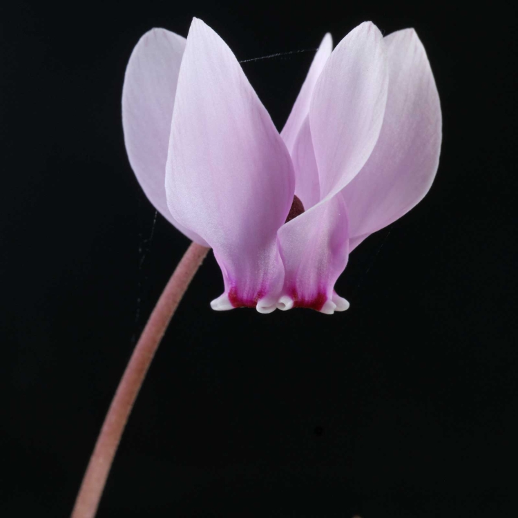 Цикламен Африканский