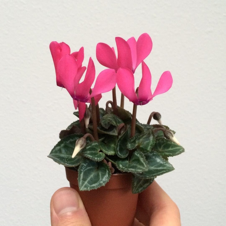 Цикламен фуксия