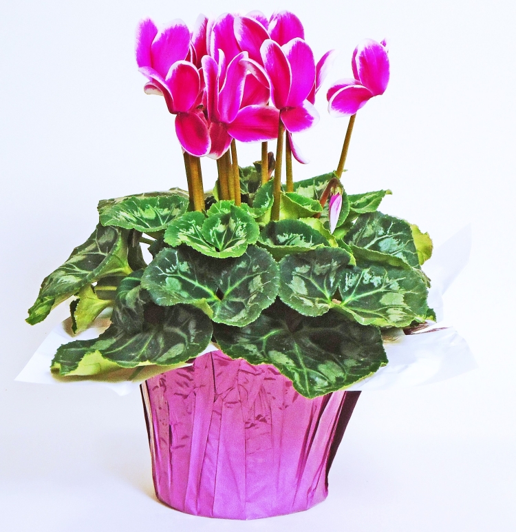 Цикламен (амариллис)