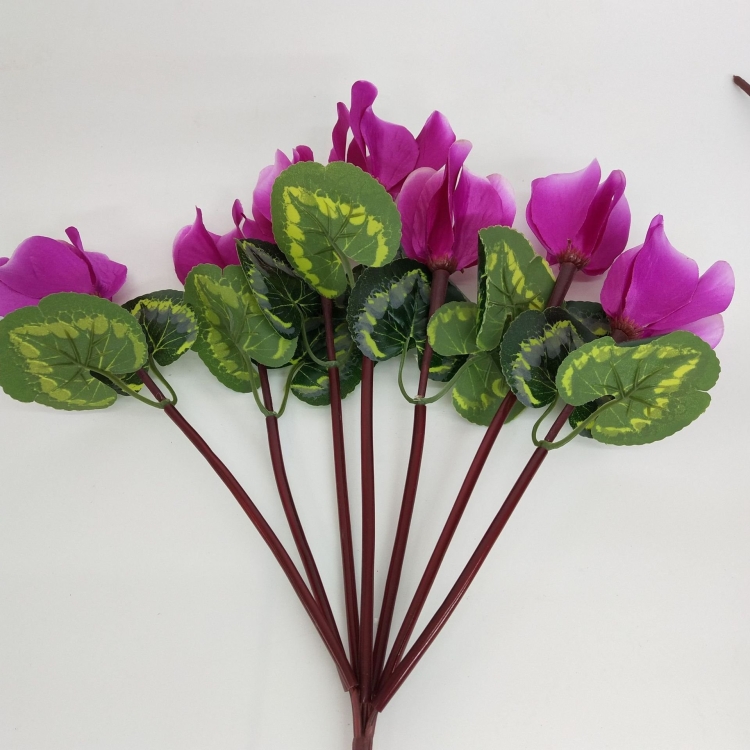 Цикламен Вердум