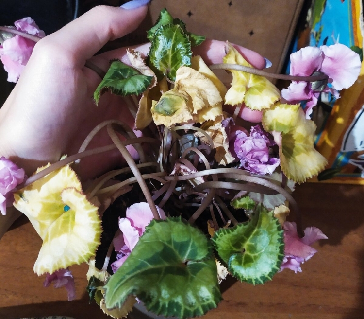 Грунт для цикламена