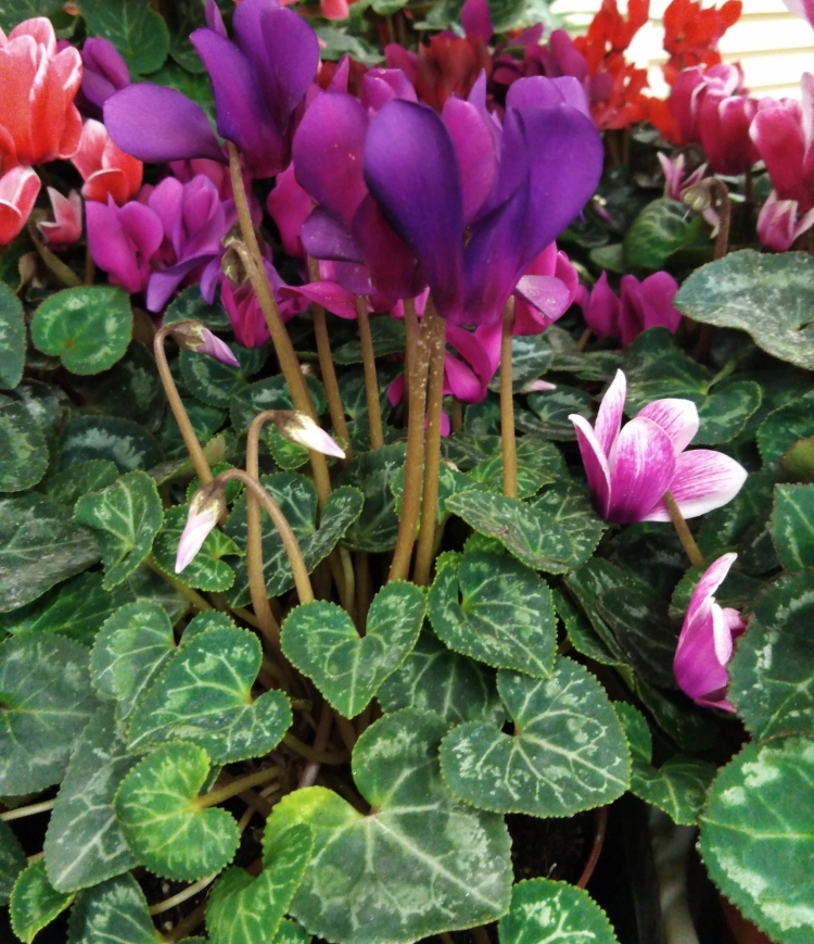 Цикламен фуксия