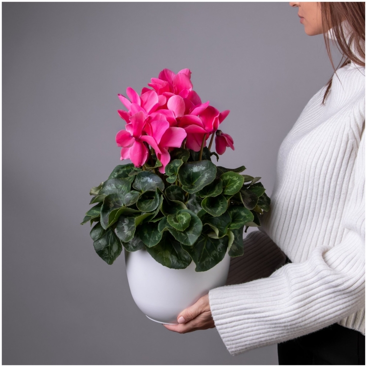 Цикламен супер Аллюр