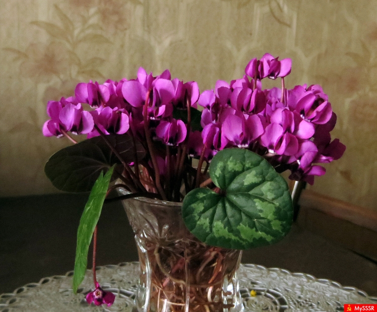 Безвуляк Наталья цикламен