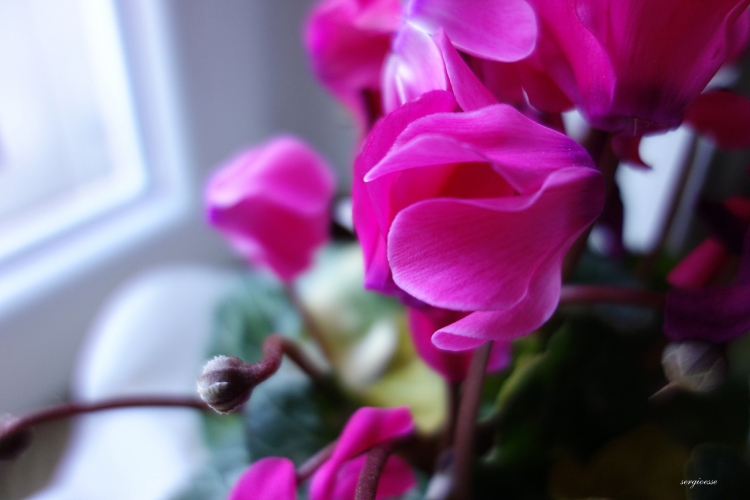 Картинки на аву красивые цикламен