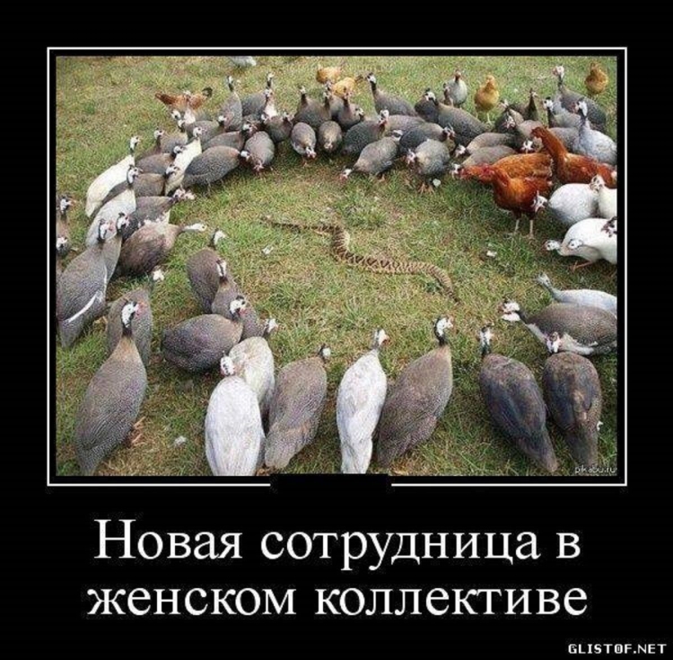 Шутки про женский коллектив