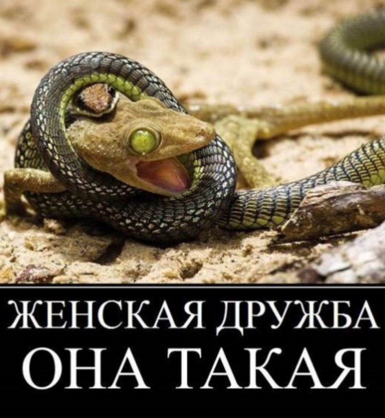 Дружный змеиный женский коллектив