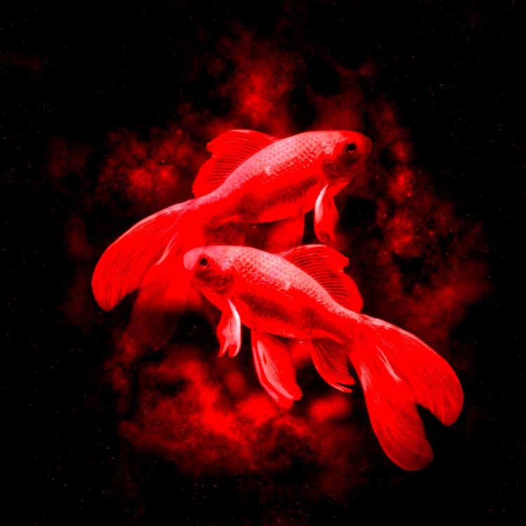 Красная рыба Эстетика
