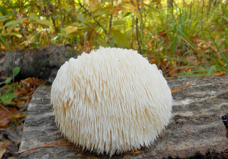 Ежевик (ежовик) гребенчатый