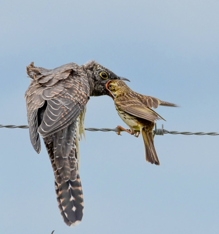 Мелехинская Кукушка