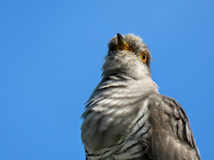 Праздник кукушки