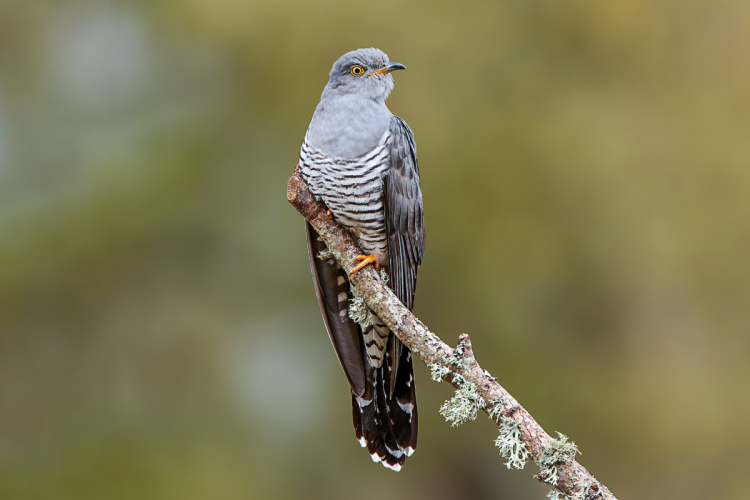 Обыкновенная Кукушка с боку