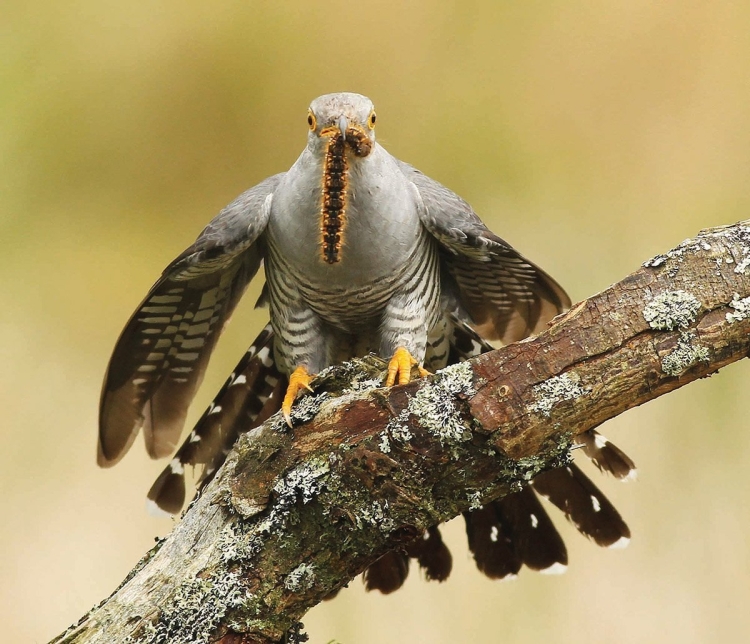 Кукушка смешная