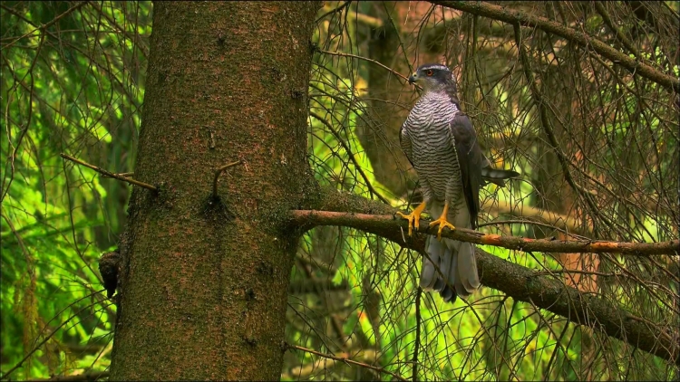 Голос кукушки в лесу