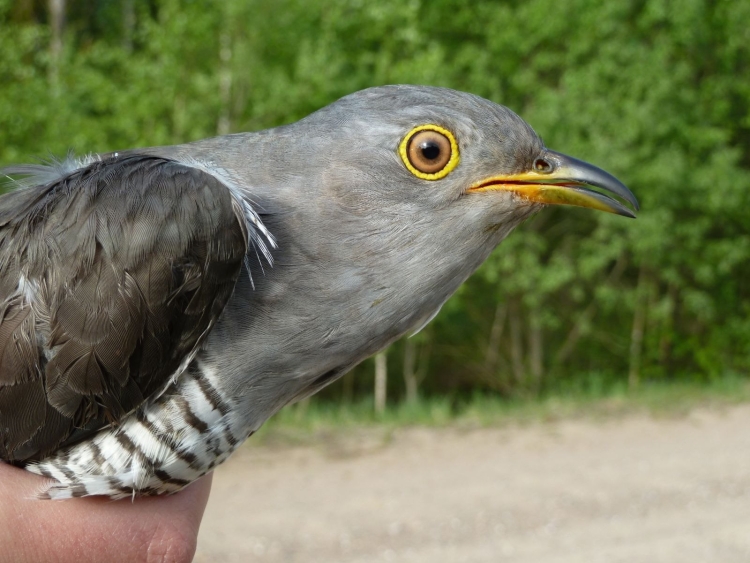 Клюв кукушки