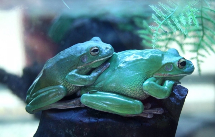 Лягушка голубая квакша