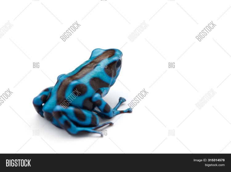 Цвет испуга лягушки