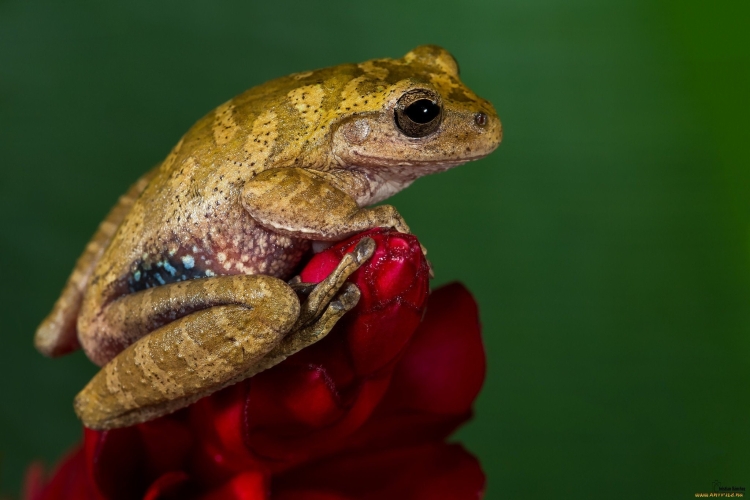 Цвета лягушек