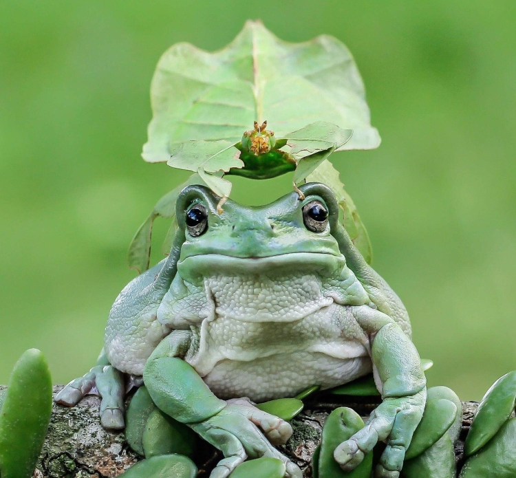 Лягушки обнимаются