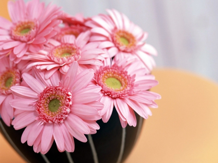 Цветы герберы нежные