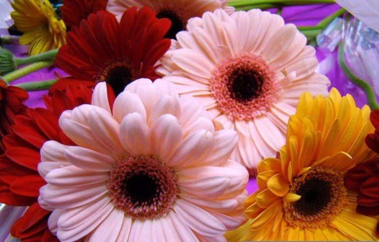 Гербера с днем рождения