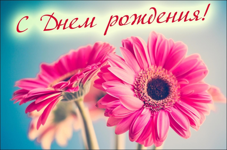 Поздравления с днём рождения герберы