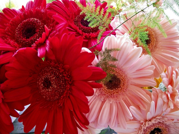 Красивые цветы фото