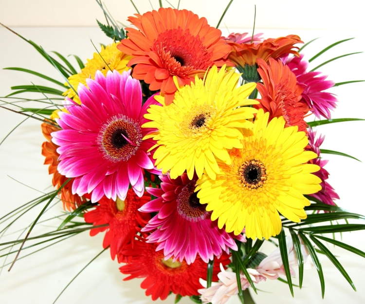 С днём рождения герберы